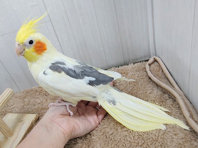 最新動画更新💓よく鳴いて、立派だよ〜✨オカメインコ(パイド)入荷しました❤️ オカメインコ
