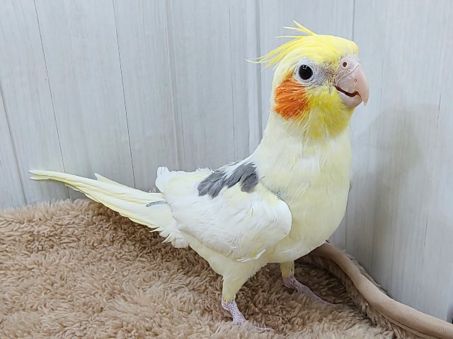 最新動画更新💓よく鳴いて、立派だよ〜✨オカメインコ(パイド)入荷しました❤️ オカメインコ