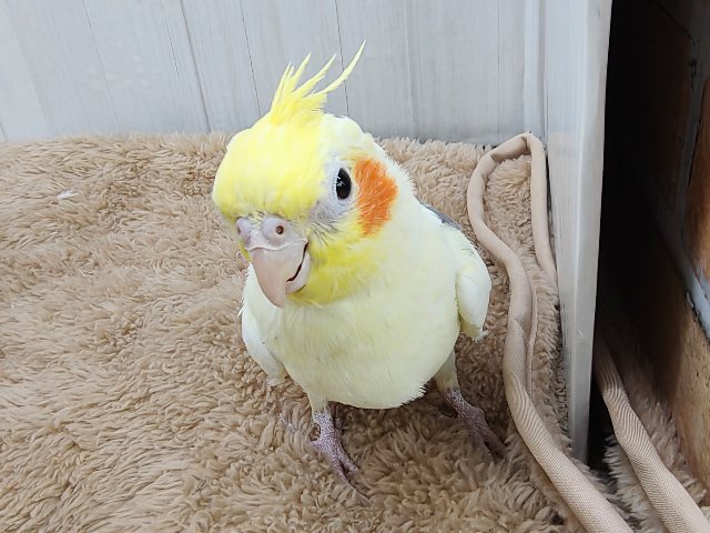 最新動画更新💓よく鳴いて、立派だよ〜✨オカメインコ(パイド)入荷しました❤️ オカメインコ