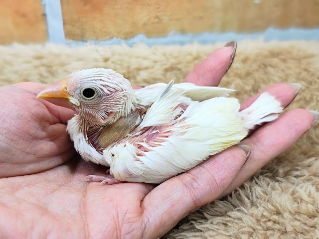 白文鳥