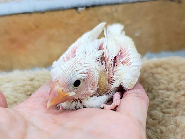ご飯の催促がとっても上手🍚食いしん坊の白文鳥入荷しました❤️ 白文鳥