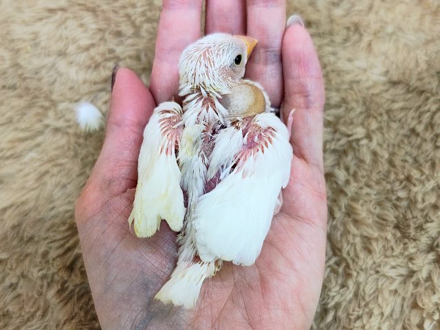 ご飯の催促がとっても上手🍚食いしん坊の白文鳥入荷しました❤️ 白文鳥