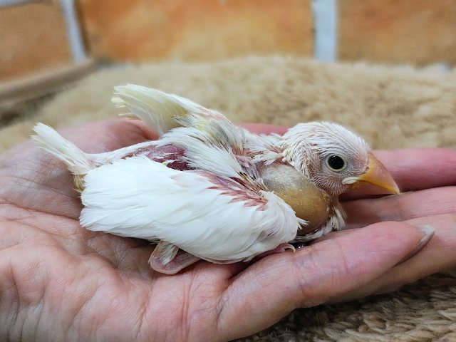 ご飯の催促がとっても上手🍚食いしん坊の白文鳥入荷しました❤️ 白文鳥