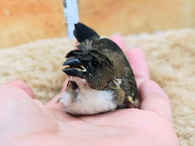 カッパちゃん(•Ӫ•)梵天十姉妹のヒナ入荷しました❤️ 芸物ジュウシマツ