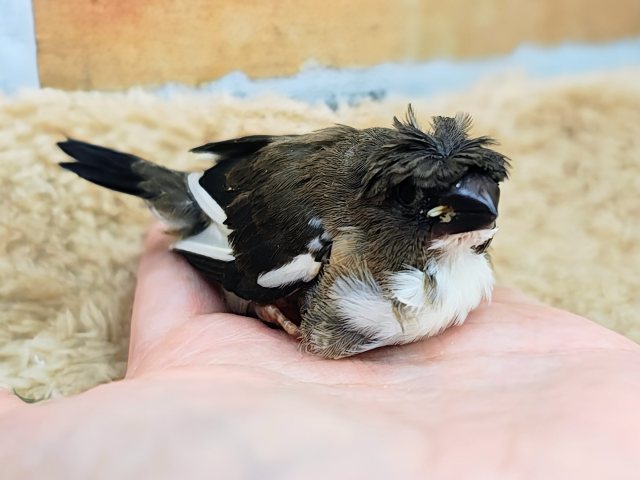 カッパちゃん(•Ӫ•)梵天十姉妹のヒナ入荷しました❤️ 芸物ジュウシマツ