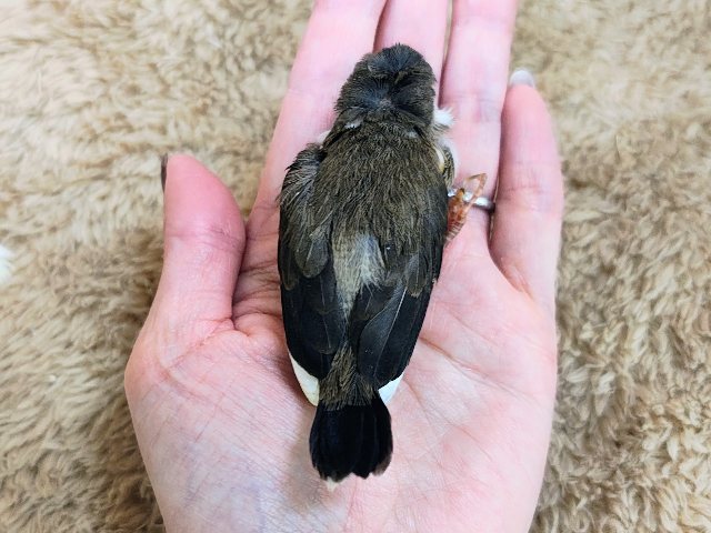 カッパちゃん(•Ӫ•)梵天十姉妹のヒナ入荷しました❤️ 芸物ジュウシマツ