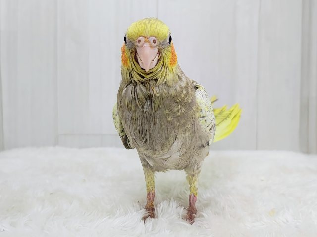 最新画像更新✨ムキッと♡パールたっぷりなオカメインコ(シナモンパール) オカメインコ