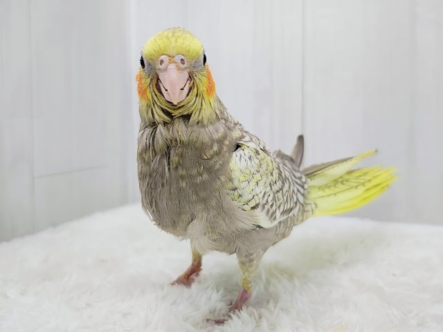 最新画像更新✨ムキッと♡パールたっぷりなオカメインコ(シナモンパール) オカメインコ