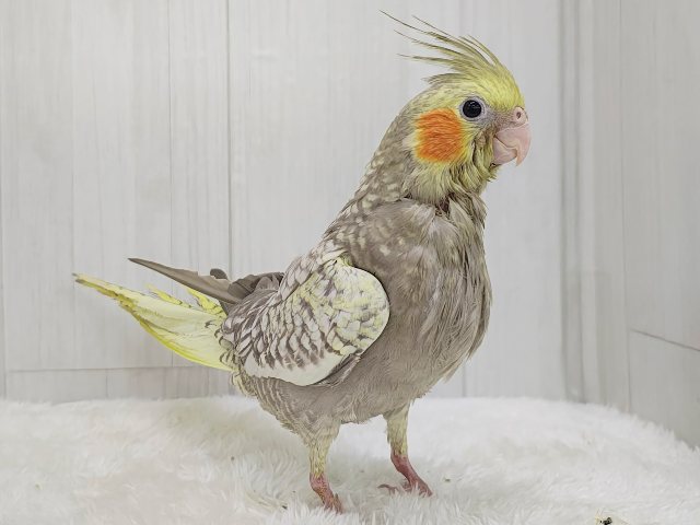最新画像更新✨ムキッと♡パールたっぷりなオカメインコ(シナモンパール) オカメインコ