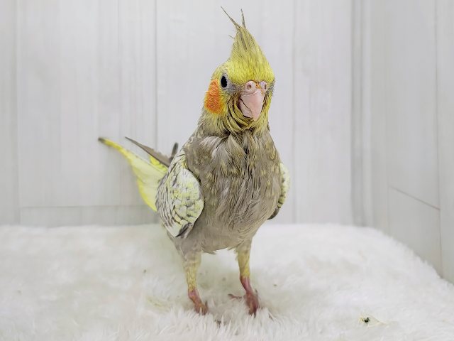 最新画像更新✨ムキッと♡パールたっぷりなオカメインコ(シナモンパール) オカメインコ