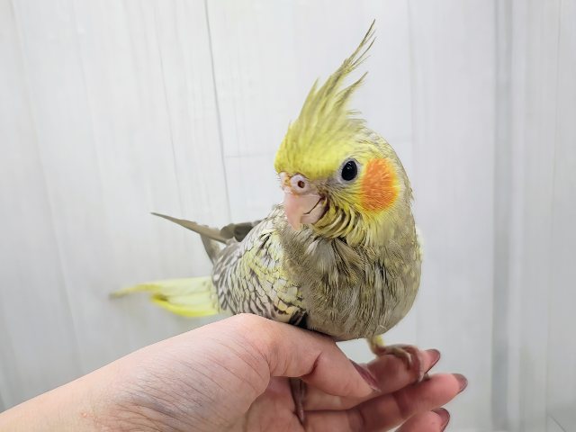 最新画像更新✨ムキッと♡パールたっぷりなオカメインコ(シナモンパール) オカメインコ