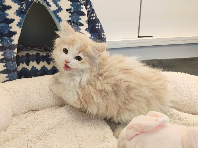活発遊ぶの大好き💗ごろにゃ〜ごろにゃ〜が止まらない︎🐱💕︎︎甘ったれサイベリアン君入荷しました❤️ サイベリアン