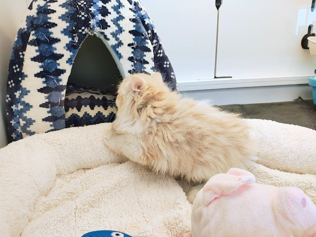 活発遊ぶの大好き💗ごろにゃ〜ごろにゃ〜が止まらない︎🐱💕︎︎甘ったれサイベリアン君入荷しました❤️ サイベリアン