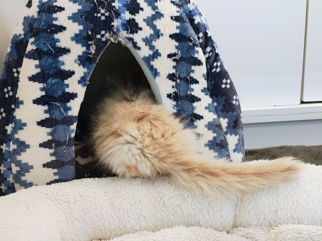活発遊ぶの大好き💗ごろにゃ〜ごろにゃ〜が止まらない︎🐱💕︎︎甘ったれサイベリアン君入荷しました❤️ サイベリアン