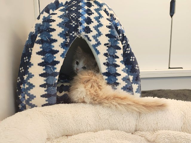活発遊ぶの大好き💗ごろにゃ〜ごろにゃ〜が止まらない︎🐱💕︎︎甘ったれサイベリアン君入荷しました❤️ サイベリアン