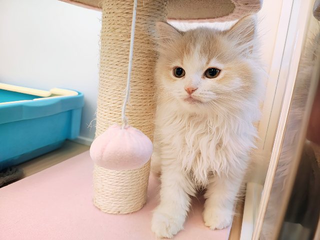 活発遊ぶの大好き💗ごろにゃ〜ごろにゃ〜が止まらない︎🐱💕︎︎甘ったれサイベリアン君入荷しました❤️ サイベリアン