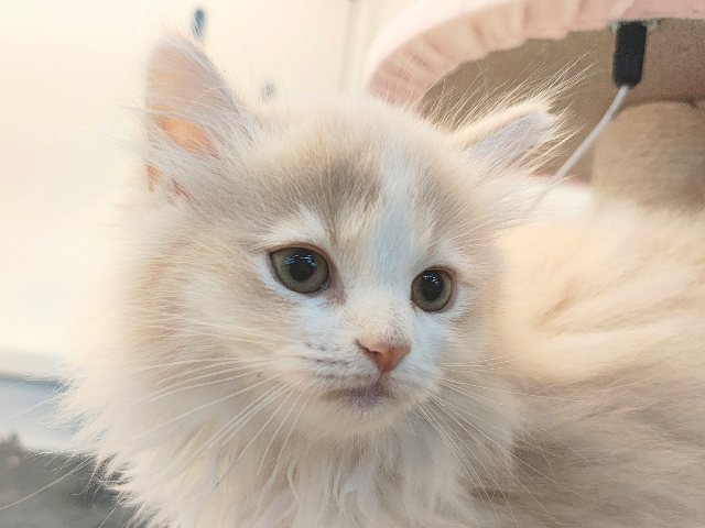 活発遊ぶの大好き💗ごろにゃ〜ごろにゃ〜が止まらない︎🐱💕︎︎甘ったれサイベリアン君入荷しました❤️ サイベリアン