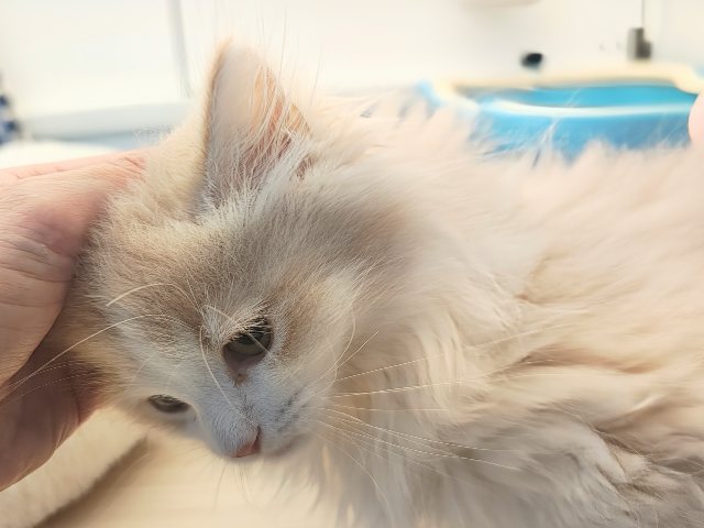 活発遊ぶの大好き💗ごろにゃ〜ごろにゃ〜が止まらない︎🐱💕︎︎甘ったれサイベリアン君入荷しました❤️ サイベリアン