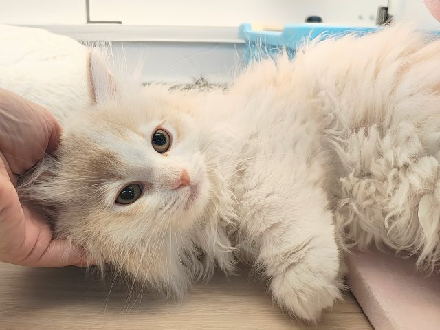 活発遊ぶの大好き💗ごろにゃ〜ごろにゃ〜が止まらない︎🐱💕︎︎甘ったれサイベリアン君入荷しました❤️ サイベリアン