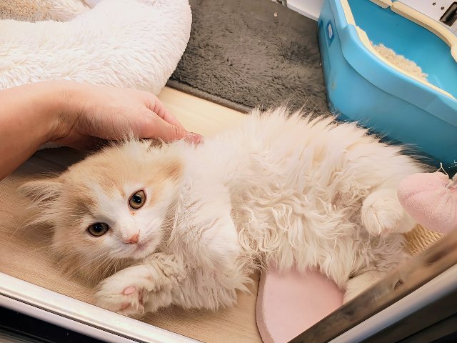 活発遊ぶの大好き💗ごろにゃ〜ごろにゃ〜が止まらない︎🐱💕︎︎甘ったれサイベリアン君入荷しました❤️ サイベリアン