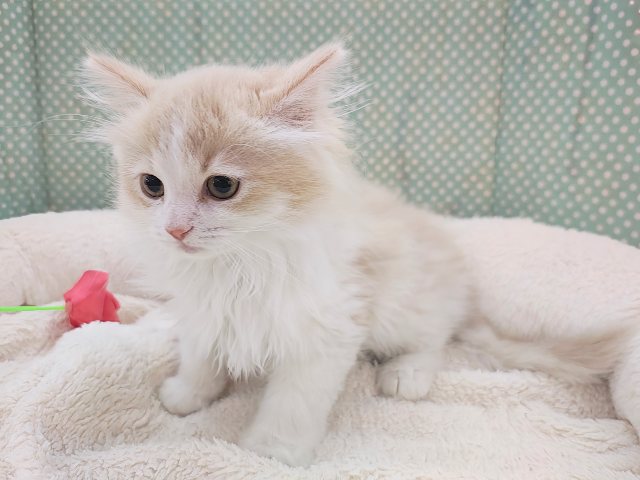 活発遊ぶの大好き💗ごろにゃ〜ごろにゃ〜が止まらない︎🐱💕︎︎甘ったれサイベリアン君入荷しました❤️ サイベリアン