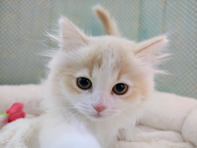 活発遊ぶの大好き💗ごろにゃ〜ごろにゃ〜が止まらない︎🐱💕︎︎甘ったれサイベリアン君入荷しました❤️ サイベリアン
