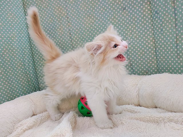 活発遊ぶの大好き💗ごろにゃ〜ごろにゃ〜が止まらない︎🐱💕︎︎甘ったれサイベリアン君入荷しました❤️ サイベリアン