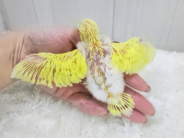 わた毛たっくさんのもふもふセキセイインコさん(ルチノー)入荷しました❤️ セキセイインコ