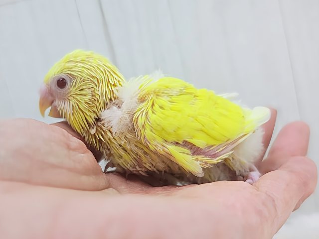 わた毛たっくさんのもふもふセキセイインコさん(ルチノー)入荷しました❤️ セキセイインコ
