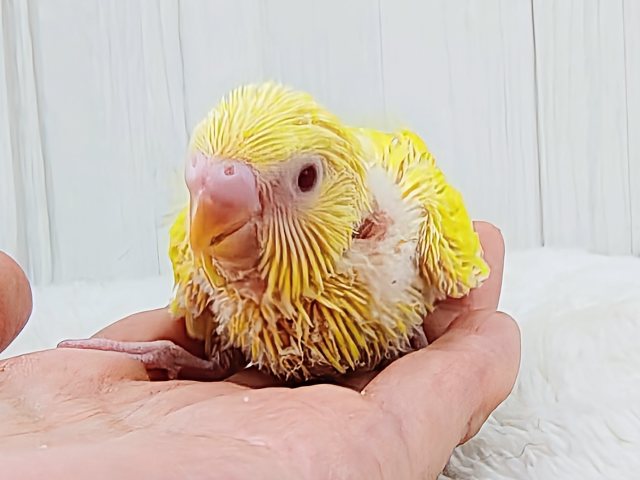 わた毛たっくさんのもふもふセキセイインコさん(ルチノー)入荷しました❤️ セキセイインコ