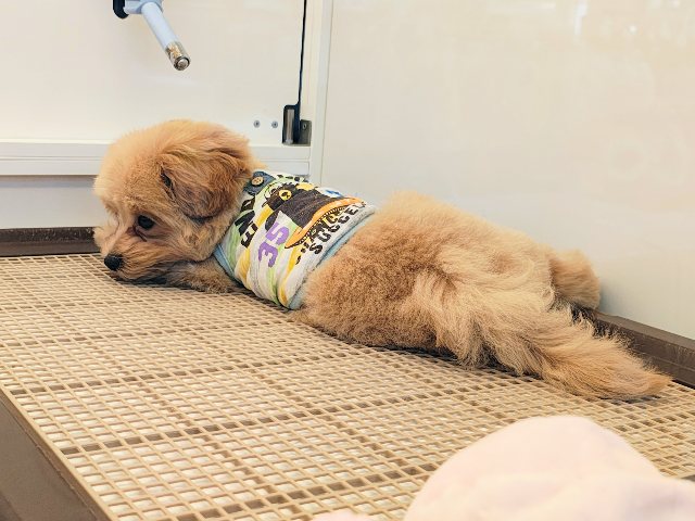 マルプー