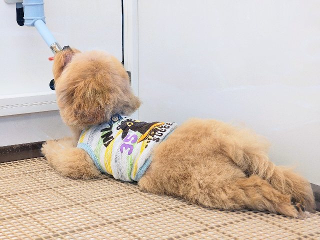 マルプー