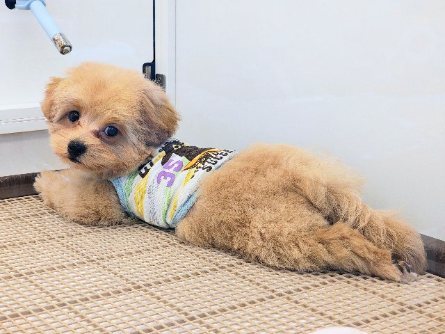 マルプー