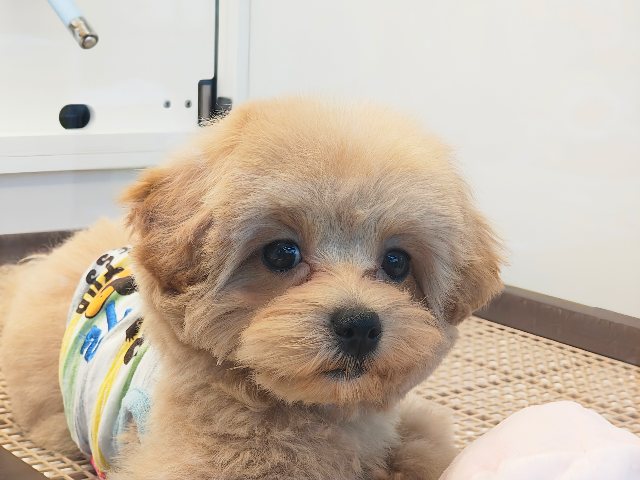 マルプー