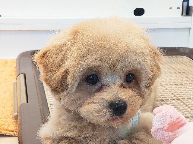 マルプー
