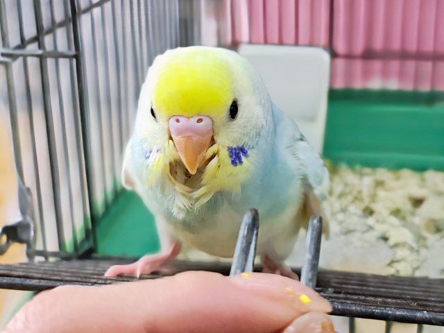 最新画像更新✨べたなれ!!ピカッと明るくなるよ🌟セキセイインコのパステルレインボーパイド〜🌈 セキセイインコ