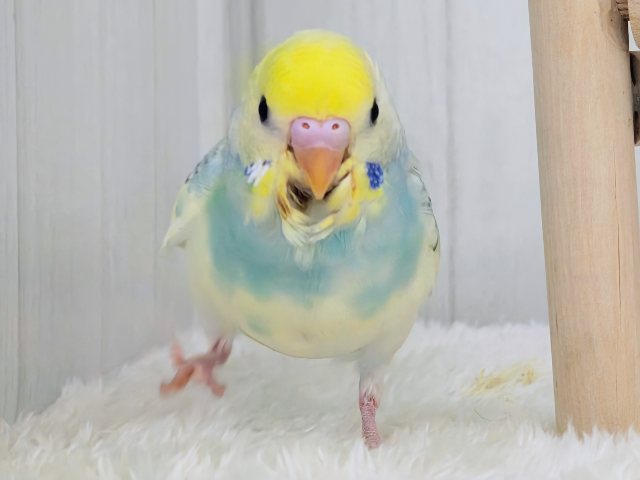 最新画像更新✨べたなれ!!ピカッと明るくなるよ🌟セキセイインコのパステルレインボーパイド〜🌈 セキセイインコ