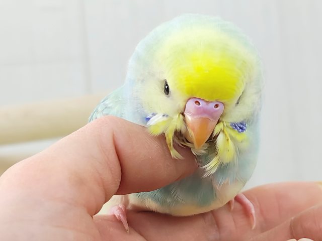 最新画像更新✨べたなれ!!ピカッと明るくなるよ🌟セキセイインコのパステルレインボーパイド〜🌈 セキセイインコ