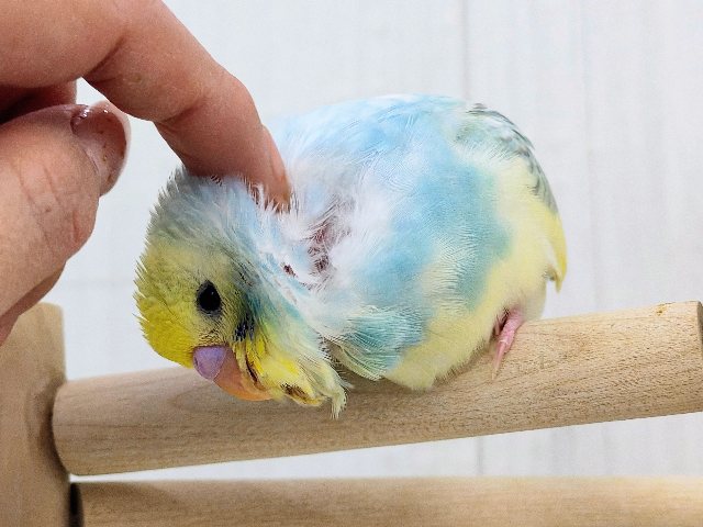 最新画像更新✨べたなれ!!ピカッと明るくなるよ🌟セキセイインコのパステルレインボーパイド〜🌈 セキセイインコ
