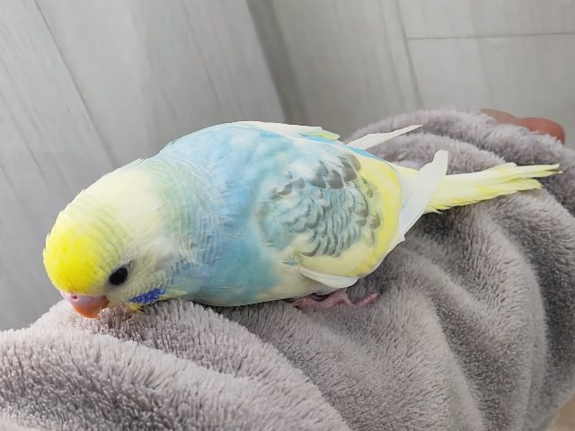 最新画像更新✨べたなれ!!ピカッと明るくなるよ🌟セキセイインコのパステルレインボーパイド〜🌈 セキセイインコ