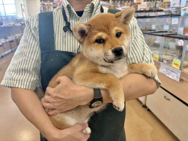 柴犬