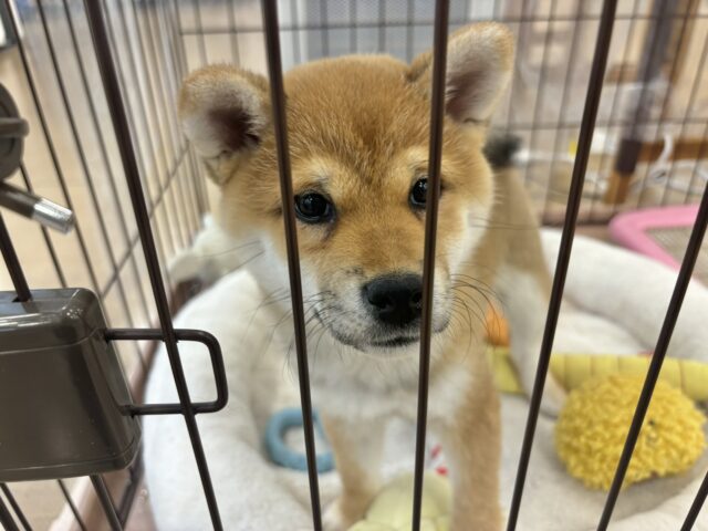 柴犬