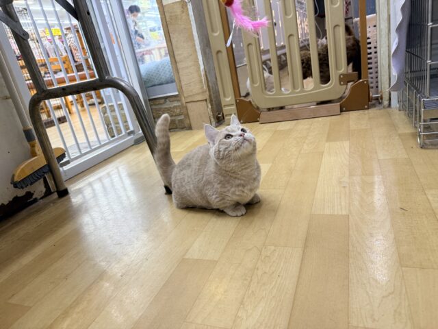 メロメロ注意❣️やんちゃなベタ慣れ君💗短足🐾マンチカンの男のコきました💫 マンチカン