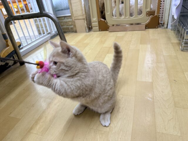 メロメロ注意❣️やんちゃなベタ慣れ君💗短足🐾マンチカンの男のコきました💫 マンチカン