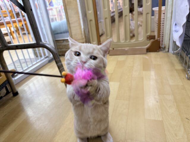 メロメロ注意❣️やんちゃなベタ慣れ君💗短足🐾マンチカンの男のコきました💫 マンチカン