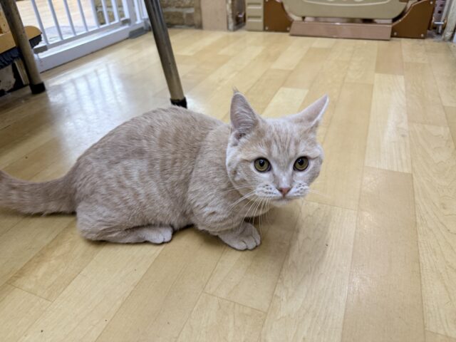 メロメロ注意❣️やんちゃなベタ慣れ君💗短足🐾マンチカンの男のコきました💫 マンチカン