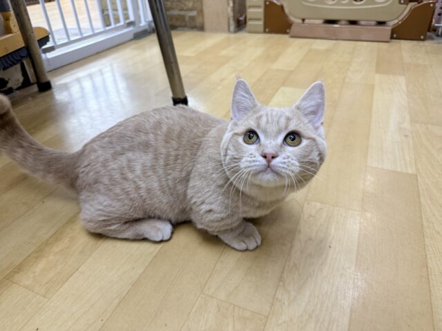 メロメロ注意❣️やんちゃなベタ慣れ君💗短足🐾マンチカンの男のコきました💫 マンチカン