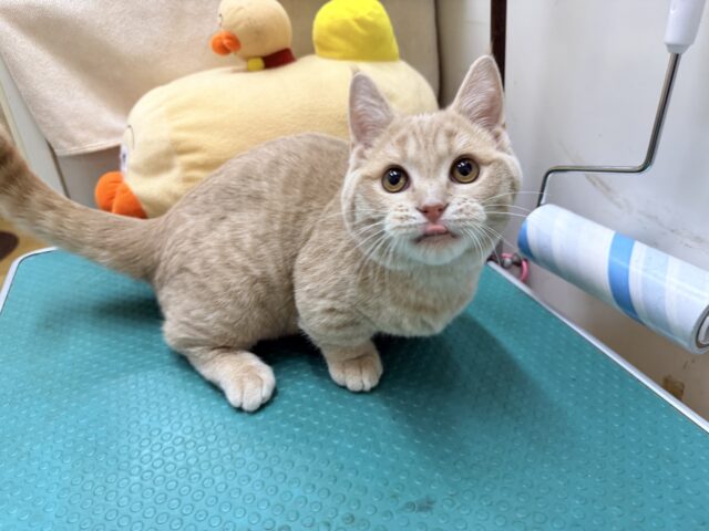 メロメロ注意❣️やんちゃなベタ慣れ君💗短足🐾マンチカンの男のコきました💫 マンチカン