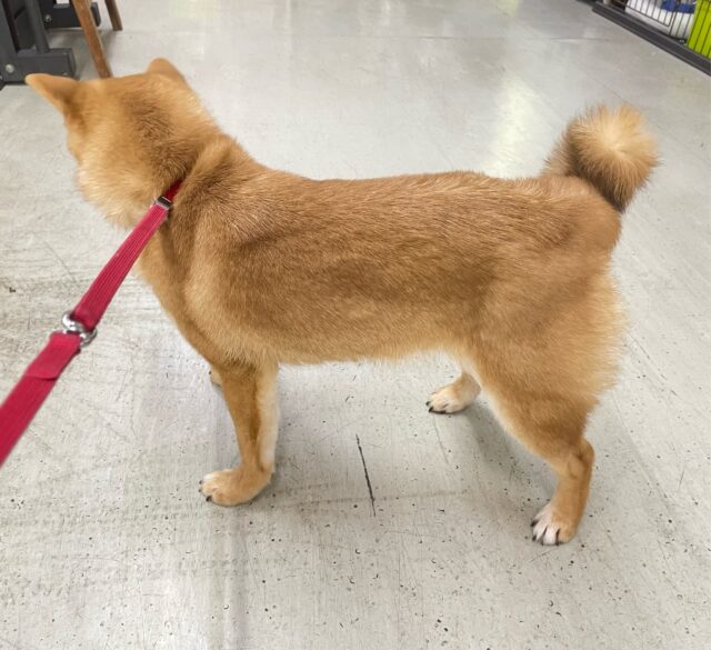 豆柴