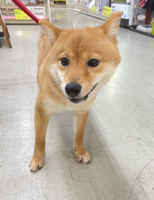 豆柴